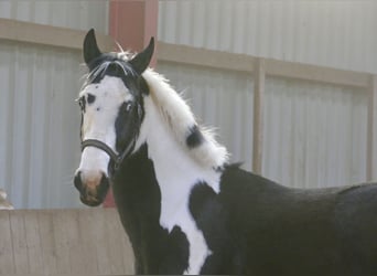 Plus de chevaux à sang chaud, Hongre, 3 Ans, 168 cm, Pinto