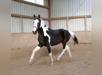 Plus de chevaux à sang chaud, Hongre, 3 Ans, 168 cm, Pinto