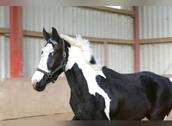 Plus de chevaux à sang chaud, Hongre, 3 Ans, 168 cm, Pinto