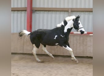 Plus de chevaux à sang chaud, Hongre, 3 Ans, 168 cm, Pinto