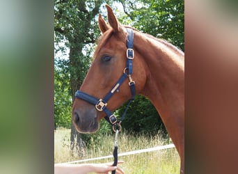 Plus de chevaux à sang chaud, Hongre, 3 Ans, 173 cm, Alezan