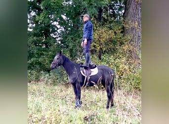 Plus de chevaux à sang chaud, Hongre, 3 Ans