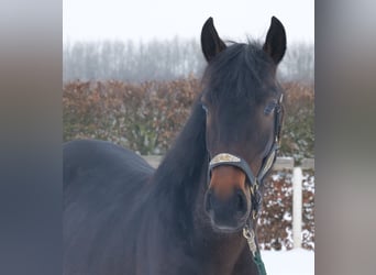 Plus de chevaux à sang chaud, Hongre, 4 Ans, 150 cm, Bai brun