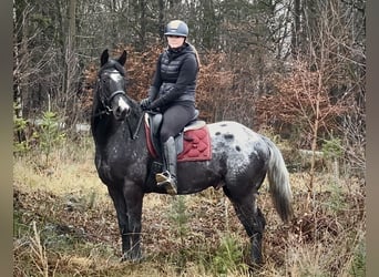 Plus de chevaux à sang chaud, Hongre, 4 Ans, 150 cm, Léopard