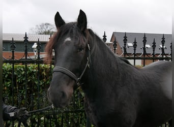 Plus de chevaux à sang chaud, Hongre, 4 Ans, 152 cm