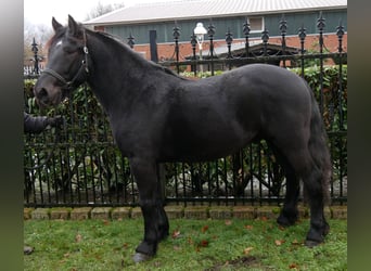 Plus de chevaux à sang chaud, Hongre, 4 Ans, 152 cm, Noir