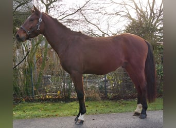 Plus de chevaux à sang chaud, Hongre, 4 Ans, 155 cm, Bai