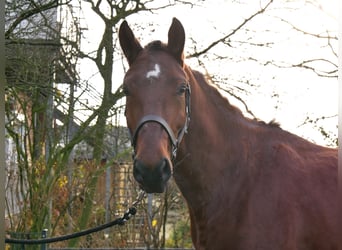 Plus de chevaux à sang chaud, Hongre, 4 Ans, 155 cm, Bai