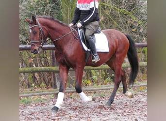 Plus de chevaux à sang chaud, Hongre, 4 Ans, 155 cm, Bai
