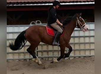 Plus de chevaux à sang chaud Croisé, Hongre, 4 Ans, 155 cm, Bai clair