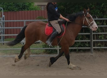 Plus de chevaux à sang chaud Croisé, Hongre, 4 Ans, 155 cm, Bai clair