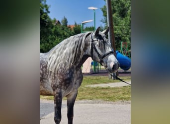 Plus de chevaux à sang chaud, Hongre, 4 Ans, 155 cm, Gris