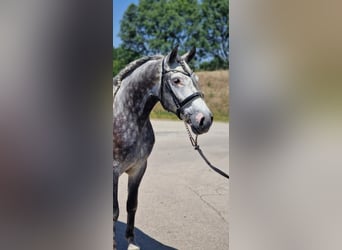 Plus de chevaux à sang chaud, Hongre, 4 Ans, 155 cm, Gris
