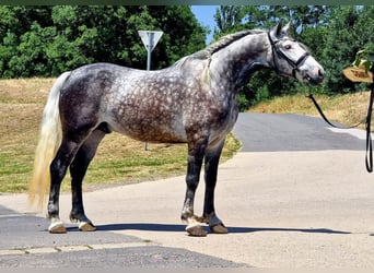 Plus de chevaux à sang chaud, Hongre, 4 Ans, 155 cm, Gris
