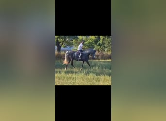 Plus de chevaux à sang chaud, Hongre, 4 Ans, 155 cm, Gris