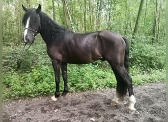 Plus de chevaux à sang chaud, Hongre, 4 Ans, 155 cm, Noir