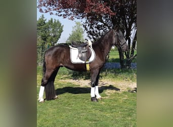 Plus de chevaux à sang chaud, Hongre, 4 Ans, 155 cm, Noir