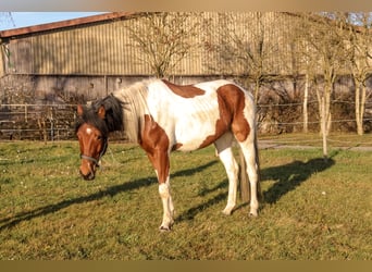 Plus de chevaux à sang chaud Croisé, Hongre, 4 Ans, 158 cm, Pinto