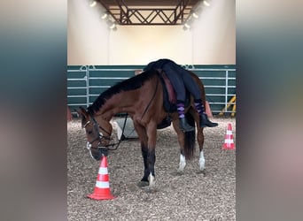 Plus de chevaux à sang chaud, Hongre, 4 Ans, 160 cm, Bai