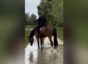 Plus de chevaux à sang chaud, Hongre, 4 Ans, 160 cm, Bai