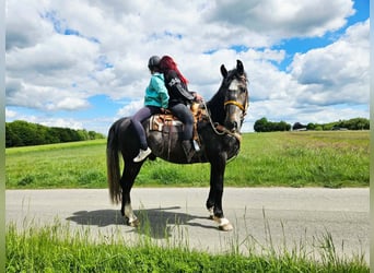 Plus de chevaux à sang chaud, Hongre, 4 Ans, 160 cm, Gris pommelé