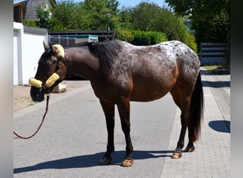 Plus de chevaux à sang chaud Croisé, Hongre, 4 Ans, 160 cm, Léopard