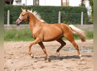 Plus de chevaux à sang chaud, Hongre, 4 Ans, 160 cm, Palomino