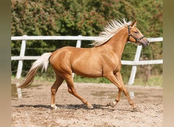 Plus de chevaux à sang chaud, Hongre, 4 Ans, 160 cm, Palomino