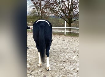 Plus de chevaux à sang chaud, Hongre, 4 Ans, 160 cm, Pinto