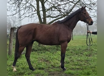 Plus de chevaux à sang chaud, Hongre, 4 Ans, 162 cm, Bai brun