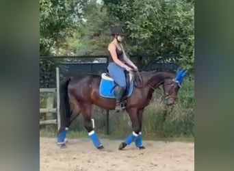 Plus de chevaux à sang chaud, Hongre, 4 Ans, 162 cm, Bai brun
