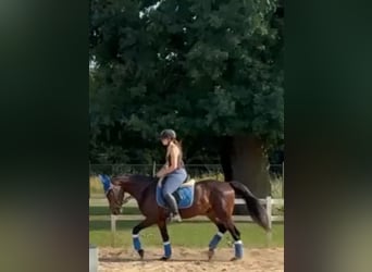 Plus de chevaux à sang chaud, Hongre, 4 Ans, 162 cm, Bai brun