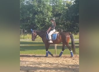 Plus de chevaux à sang chaud, Hongre, 4 Ans, 162 cm, Bai brun