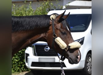 Plus de chevaux à sang chaud, Hongre, 4 Ans, 164 cm, Bai