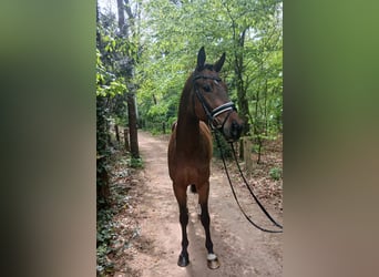 Plus de chevaux à sang chaud, Hongre, 4 Ans, 164 cm, Bai
