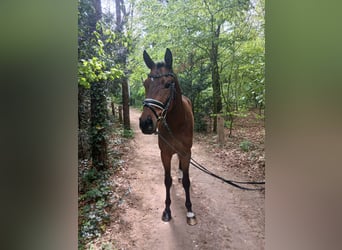Plus de chevaux à sang chaud, Hongre, 4 Ans, 164 cm, Bai