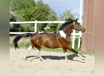 Plus de chevaux à sang chaud, Hongre, 4 Ans, 164 cm, Pinto