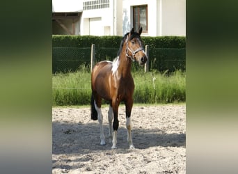 Plus de chevaux à sang chaud, Hongre, 4 Ans, 164 cm, Pinto
