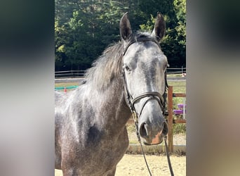 Plus de chevaux à sang chaud, Hongre, 4 Ans, 165 cm, Gris