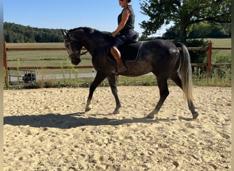 Plus de chevaux à sang chaud, Hongre, 4 Ans, 165 cm, Gris