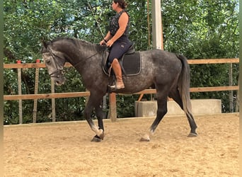 Plus de chevaux à sang chaud, Hongre, 4 Ans, 165 cm, Gris