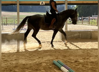 Plus de chevaux à sang chaud, Hongre, 4 Ans, 165 cm, Gris