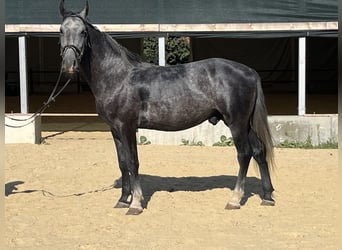 Plus de chevaux à sang chaud, Hongre, 4 Ans, 165 cm, Gris