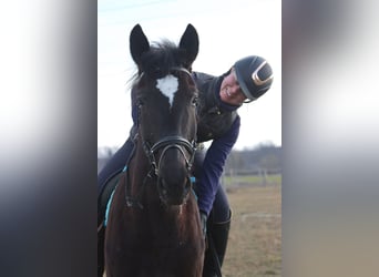 Plus de chevaux à sang chaud, Hongre, 4 Ans, 165 cm, Noir