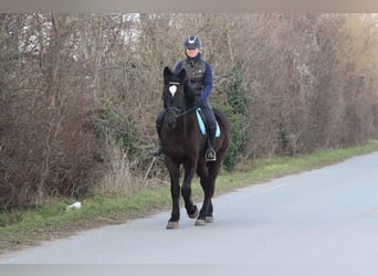 Plus de chevaux à sang chaud, Hongre, 4 Ans, 165 cm, Noir