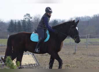 Plus de chevaux à sang chaud, Hongre, 4 Ans, 165 cm, Noir