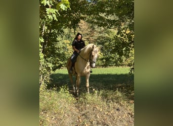Plus de chevaux à sang chaud, Hongre, 4 Ans, 165 cm, Palomino