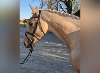 Plus de chevaux à sang chaud, Hongre, 4 Ans, 166 cm, Palomino