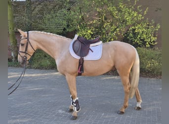 Plus de chevaux à sang chaud, Hongre, 4 Ans, 166 cm, Palomino