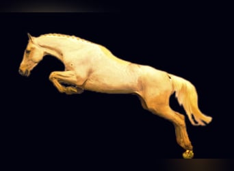Plus de chevaux à sang chaud, Hongre, 4 Ans, 166 cm, Palomino
